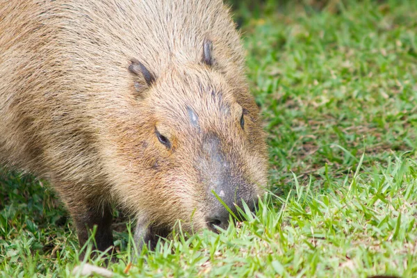 Capybara Feeding Outdoors Rio Janeiro — Fotografia de Stock