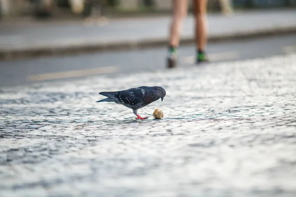 Pigeon Avec Morceau Pain Plein Air Rio Janeiro — Photo