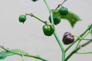 chocolate habanera pepper in a community garden in Rio de Janeiro