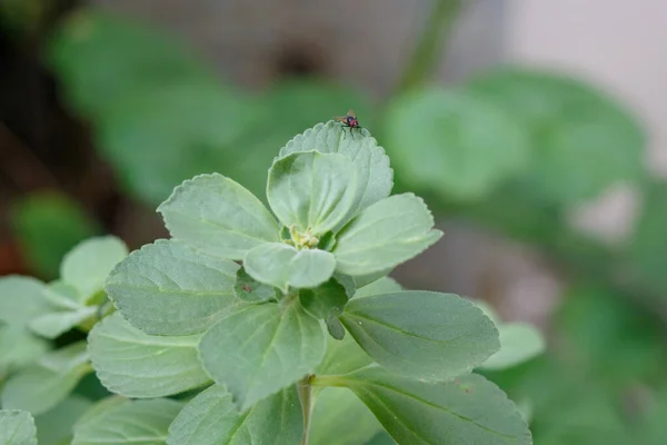 Boldo Chile Community Garden Rio Janeiro Brazil — Foto de Stock