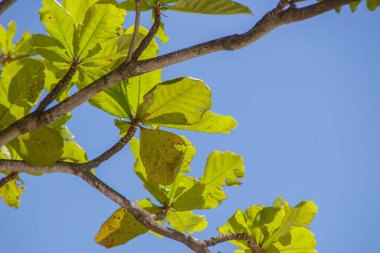 leaves of an almond tree outdoors in Rio de Janeiro.