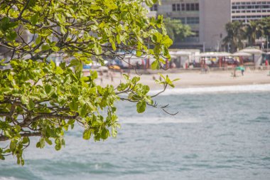 leaves of an almond tree outdoors in Rio de Janeiro.