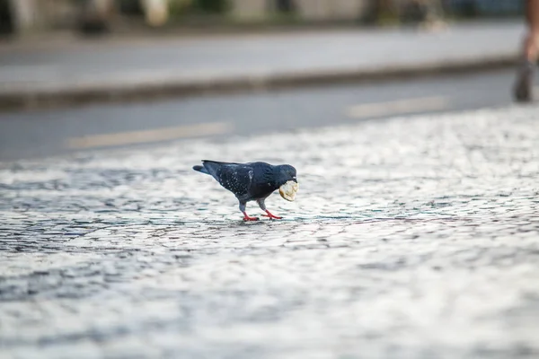 Pigeon Avec Morceau Pain Plein Air Rio Janeiro — Photo