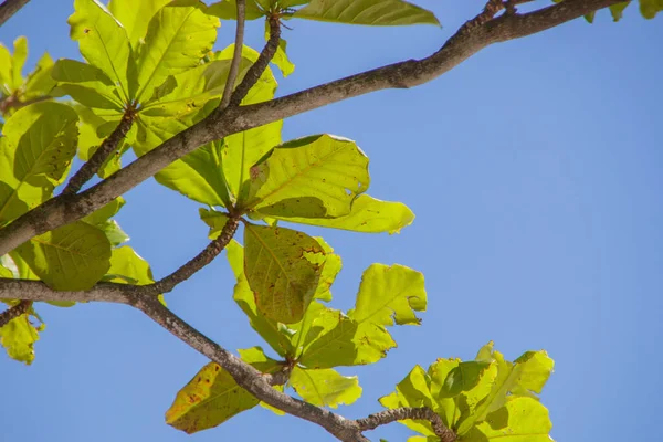 leaves of an almond tree outdoors in Rio de Janeiro.