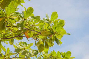 leaves of an almond tree outdoors in Rio de Janeiro.
