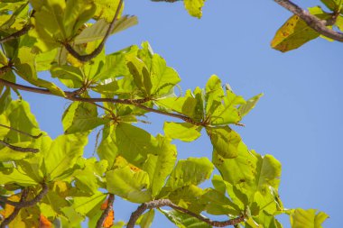 leaves of an almond tree outdoors in Rio de Janeiro.