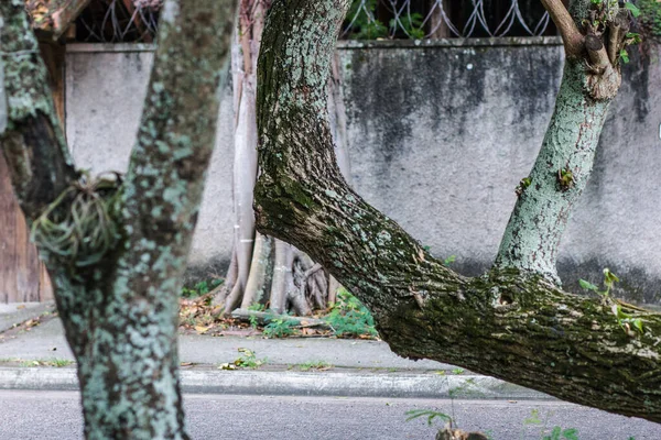 Branches of an old tree on a street in Rio de Janeiro.