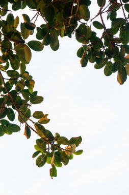 Badem ağacı Rio de Janeiro Brezilya 'da açık hava bırakır.
