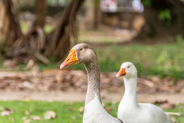 Rio Janeiro Brezilya Bir Meydanda Yaban Ördekleri — Stok fotoğraf