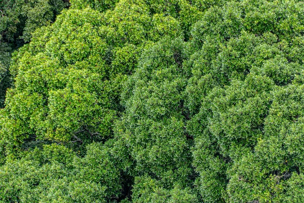 Манго Листья Открытом Воздухе Рио Жанейро Бразилия — стоковое фото