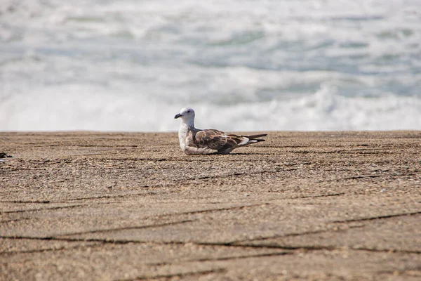 Seagull Bird Outdoors Rock Rio Janeiro — Fotografia de Stock