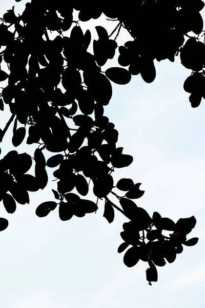 Hojas Almendro Aire Libre Río Janeiro Brasil — Foto de Stock