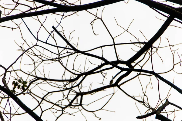 巴西里约热内卢的一个树枝的轮廓 — 图库照片