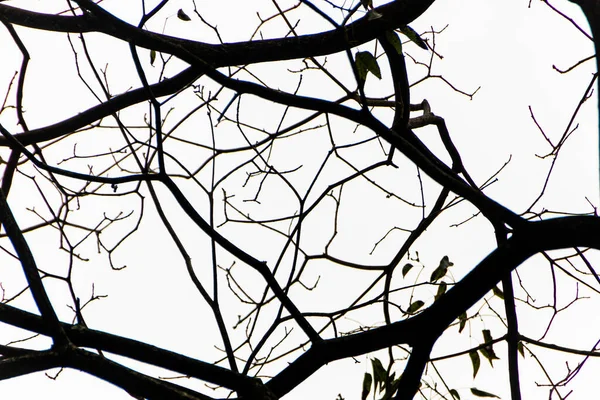 Silhouette Une Branche Arbre Rio Janeiro Brésil — Photo