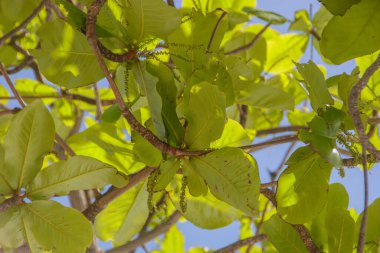 leaves of an almond tree outdoors in Rio de Janeiro.