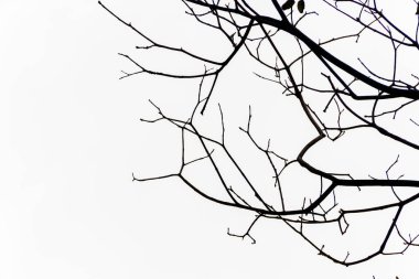 Rio de Janeiro Brezilya 'da bir ağaç dalının silüeti.