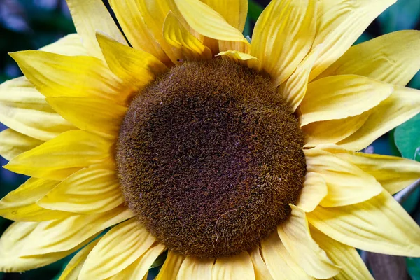 Plant Known Sunflower Garden Rio Janeiro — Stock Photo, Image