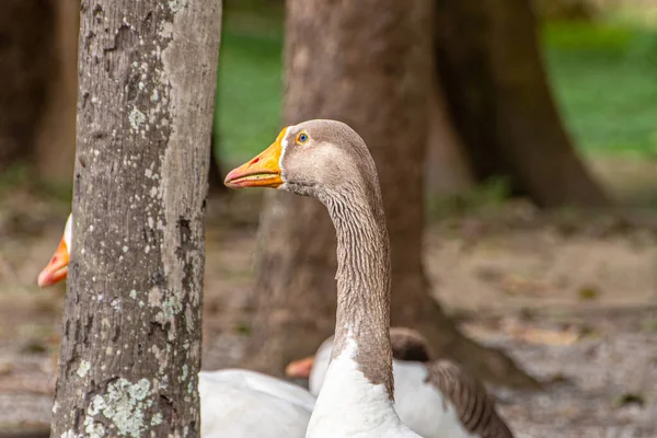 Mallards Szabadban Egy Téren Rio Janeiro Brazília — Stock Fotó