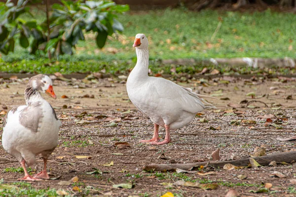 Gräsänder Utomhus Ett Torg Rio Janeiro Brasilien — Stockfoto