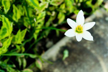 yağmur lily arka plan için yukarıya kapatmak