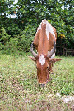 yemek alanında inek
