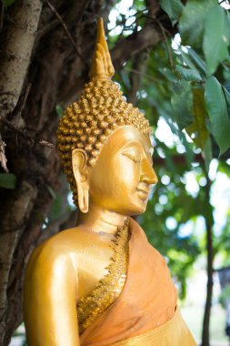 yakın altın buddha heykeli