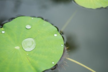 damla su üzerindeki lotus yaprak