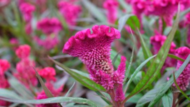 tüylü cockscomb çiçek, portre