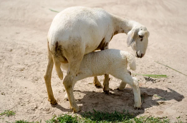 羊の彼女の子供を供給 — ストック写真
