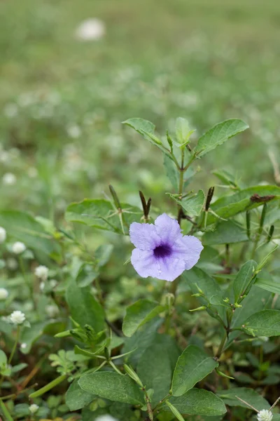 Close up purple Ruellia flower (Hygrophila erecta) — Stock Photo, Image