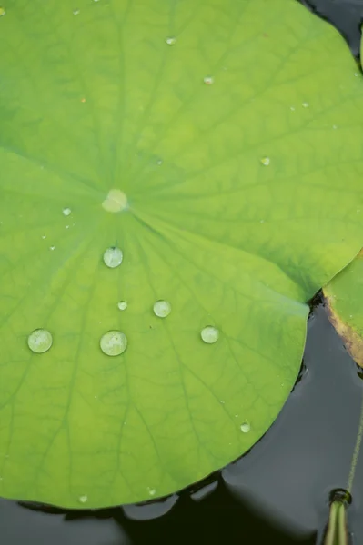 Goccia d'acqua su una foglia di loto — Foto Stock