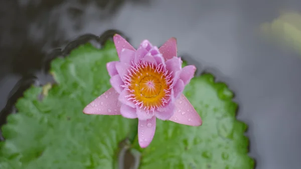 Pink lotus flower blooming (pond lily flower) — Stock Photo, Image