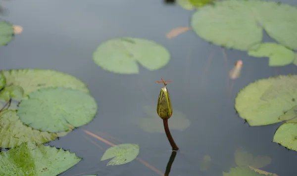 Libellula sul bocciolo di loto — Foto Stock
