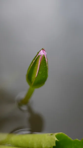 关闭了座莲花花蕾 — 图库照片