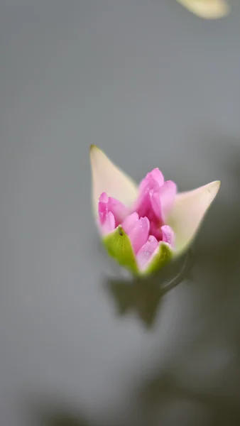 Flor de loto rosa (flor de lirio de estanque ) — Foto de Stock