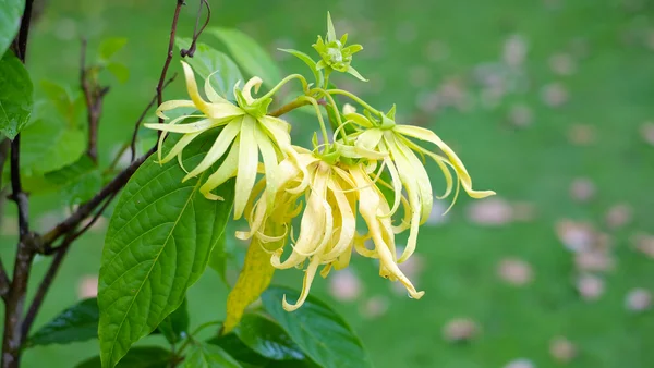 Ylang-ylang blomma på träd, för framställning av eterisk olja — Stockfoto