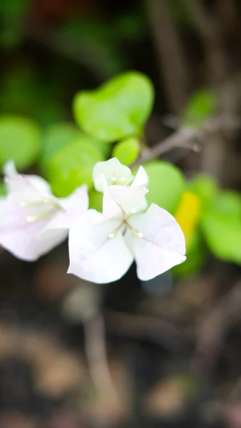 Libro bianco Fiore (Bougainwillea ) — Foto Stock