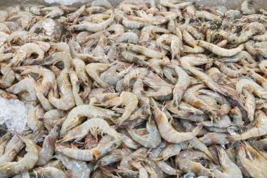 buz Pazar taze karides