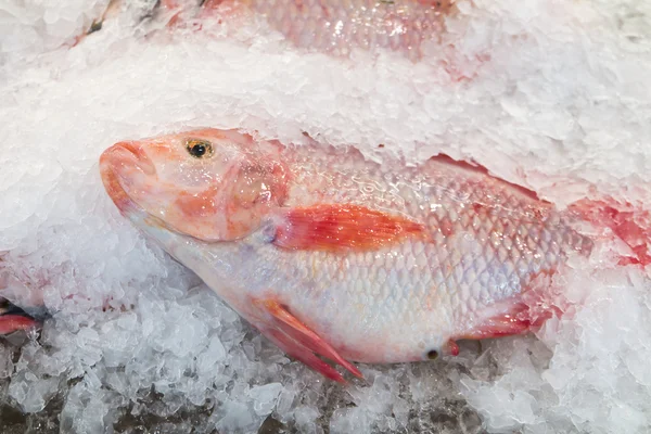Świeże ryby ruby na lodzie — Zdjęcie stockowe