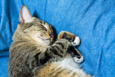 yatakta yatarken kedi