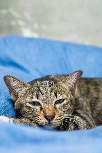 Chat couché sur le lit — Photo