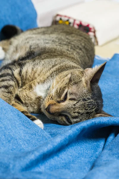 Chat couché sur le lit — Photo