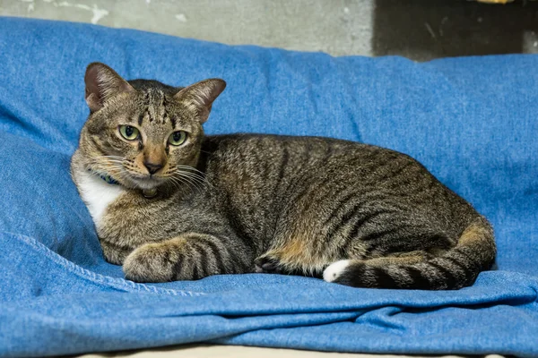 Chat couché sur le lit — Photo