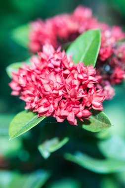 Kırmızı MahS çiçek vintage tarzı (rubiaceae)