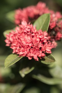 Kırmızı MahS çiçek vintage tarzı (rubiaceae)