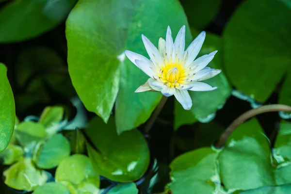 Flor de loto lirio de agua blanca — Foto de Stock