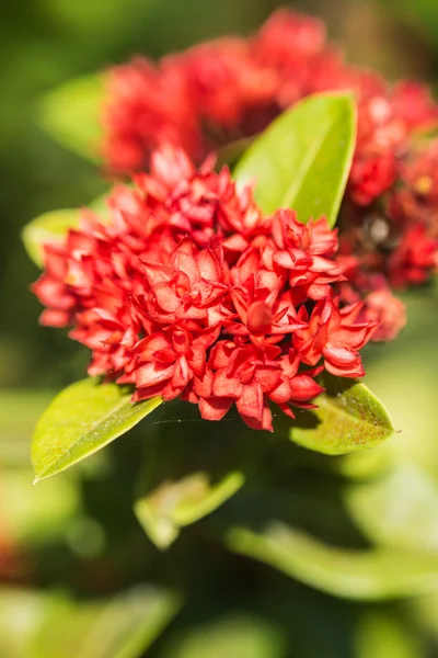 레드 아이 소라 꽃 빈티지 스타일 (rubiaceae) — 스톡 사진