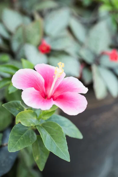 Rosa hibiskus blossom i naturliga (kinesiska rose) — Stockfoto
