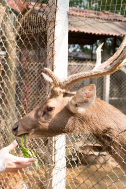 Hayvanat bahçesindeki geyik