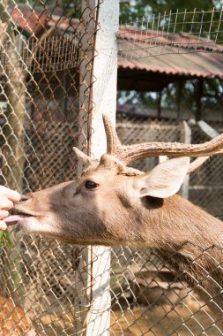 Hayvanat bahçesindeki geyik